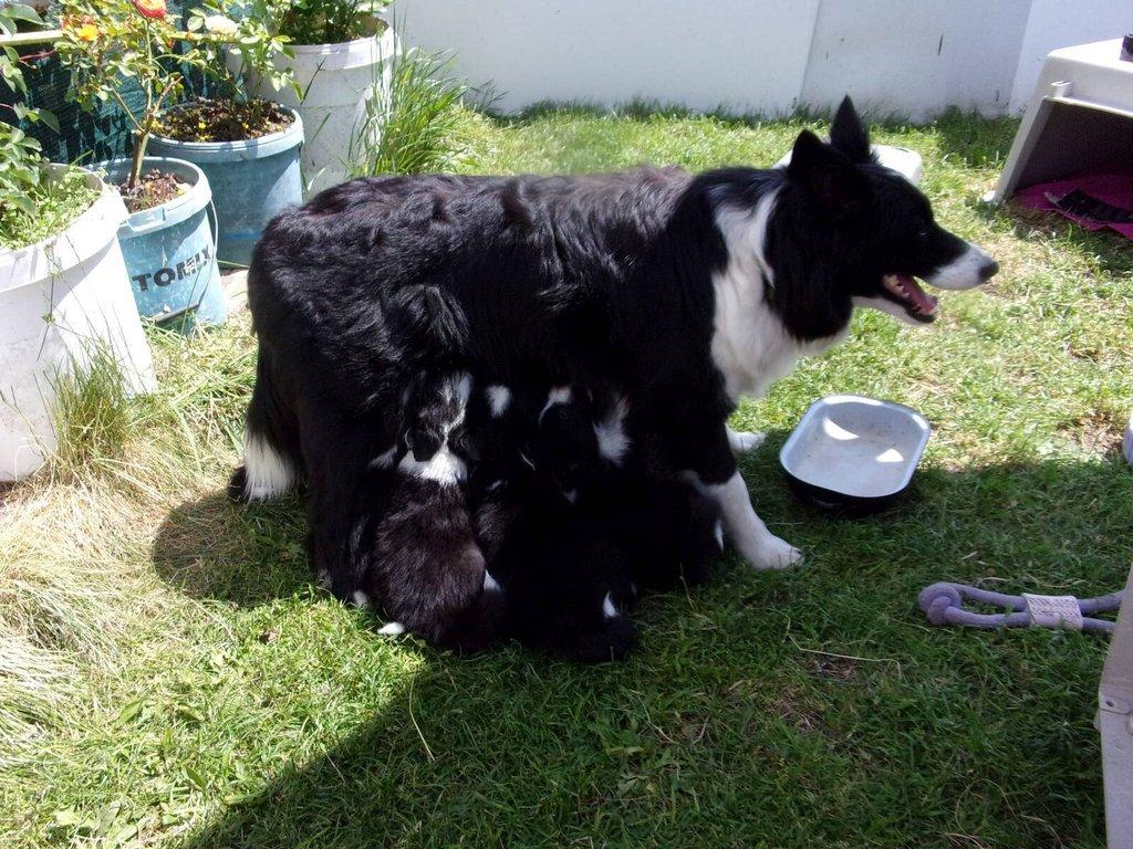 Border kolie /  collie štěňata s PP (FCI)