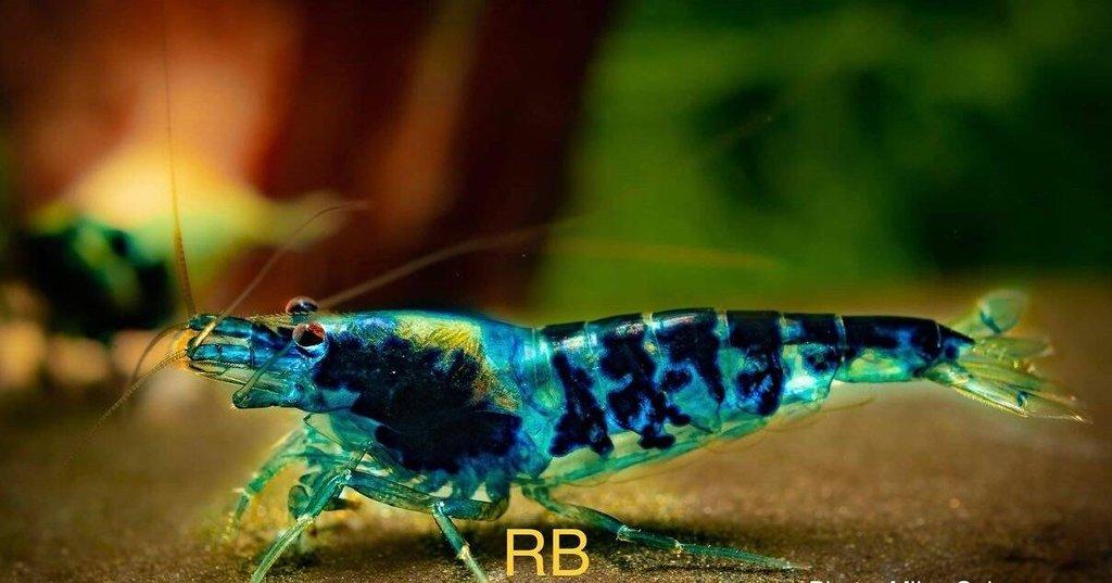 TOP PREMIUM AKVA KREVETKY Caridina a Neocaridina - Odchovy