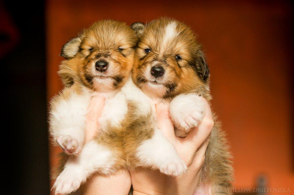 Dlouhosrstá kolie - štěňátka s PP