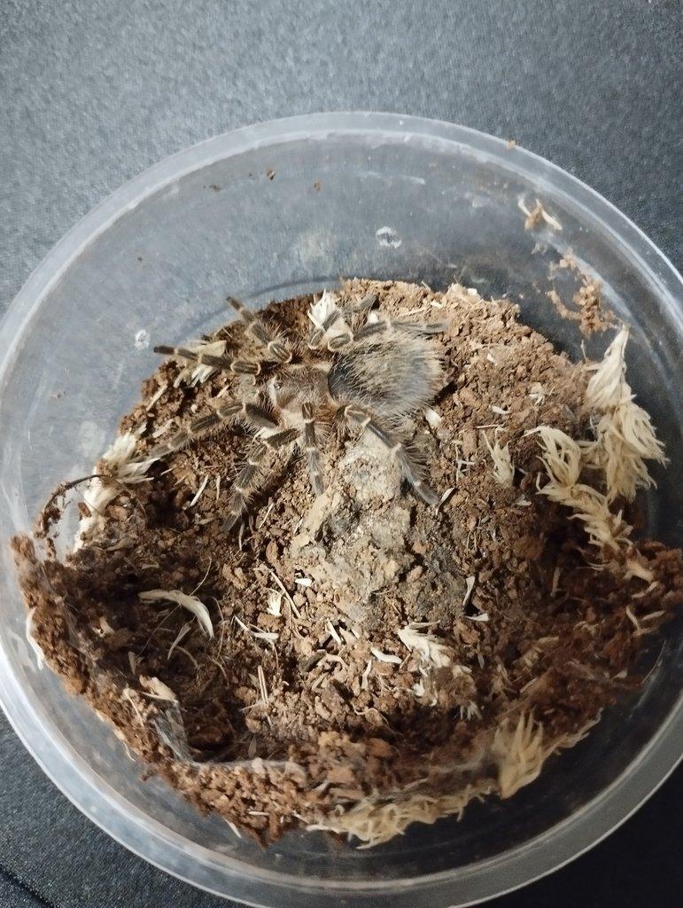 Grammostola pulchripes