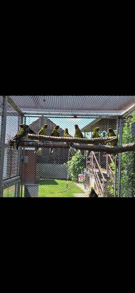 Rosela žlutobřichá