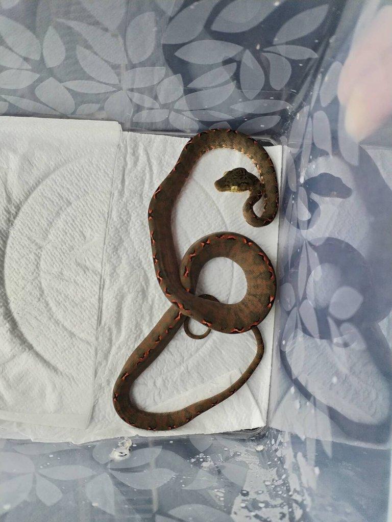 Corallus hortulanus halloween