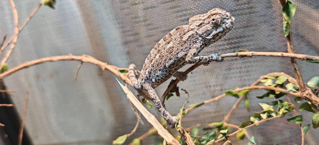 Chameleon Obecný - Chamaeleo Chamaeleon exkluzivní odchov.