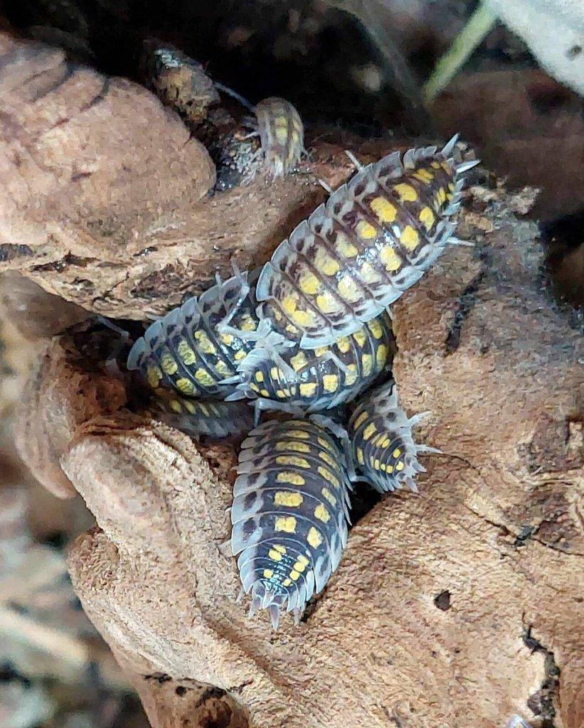 ISOPODA - Hobby druhy - aktualizovaný seznam