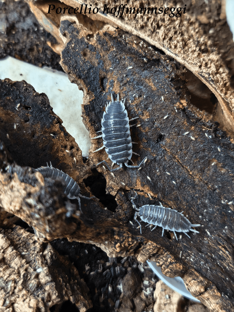 ISOPODY·STÍNKY·CHVOSTOSKOCI - POSÍLÁM / Fauna trhy Ostrava 26.4.