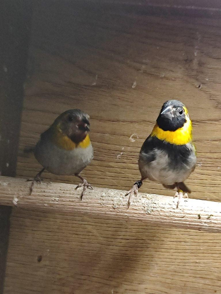 Takové ptáky koupím v Kroměříži.