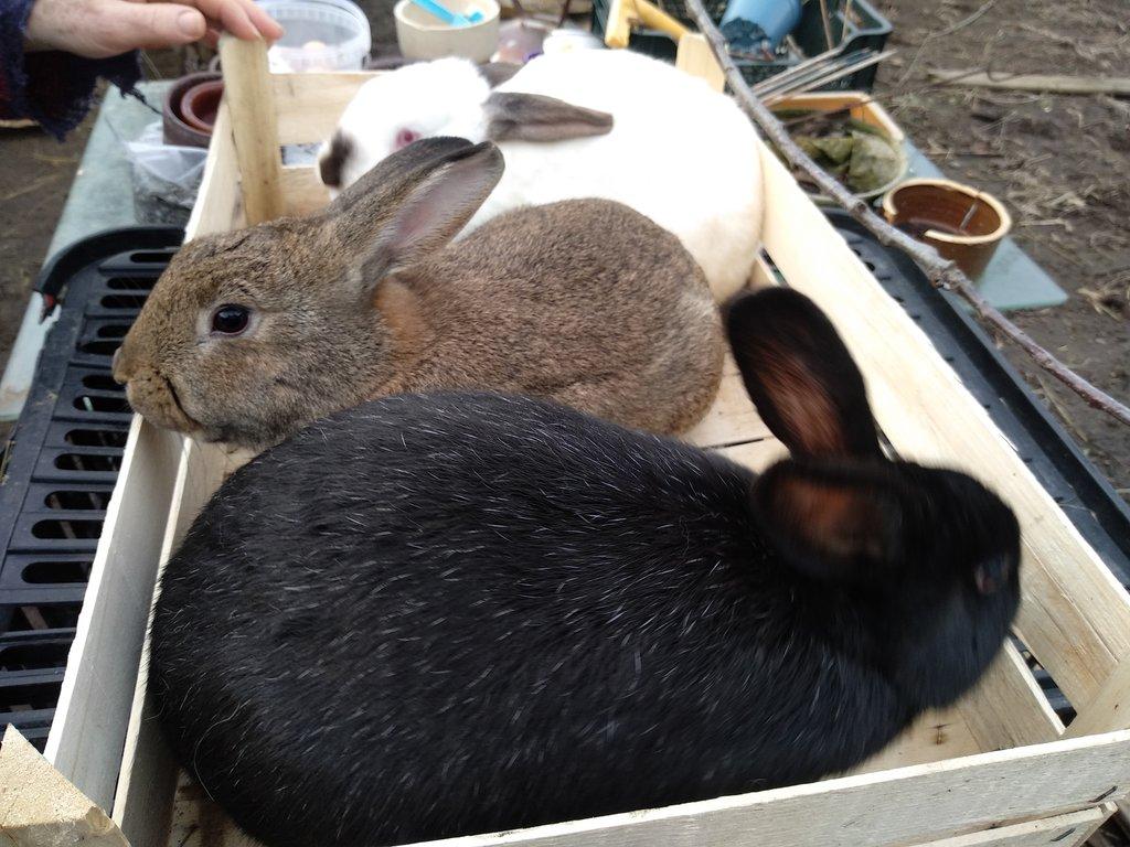 Kalifornský králík +mix