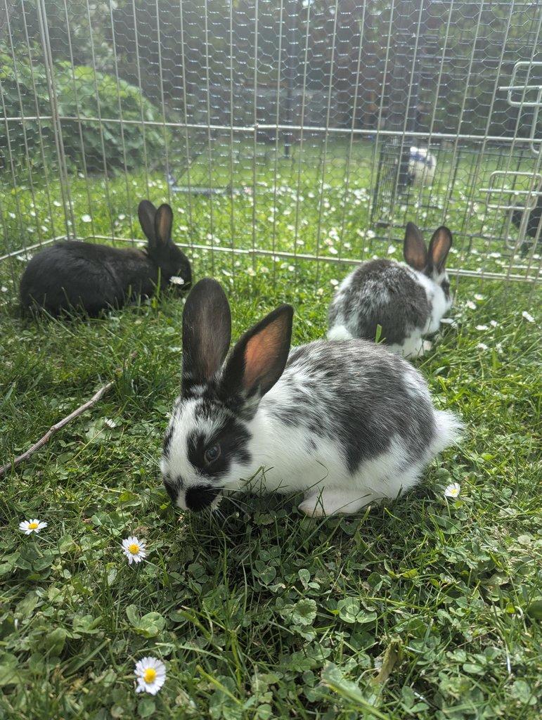 Králík domácí - mláďata k odběru