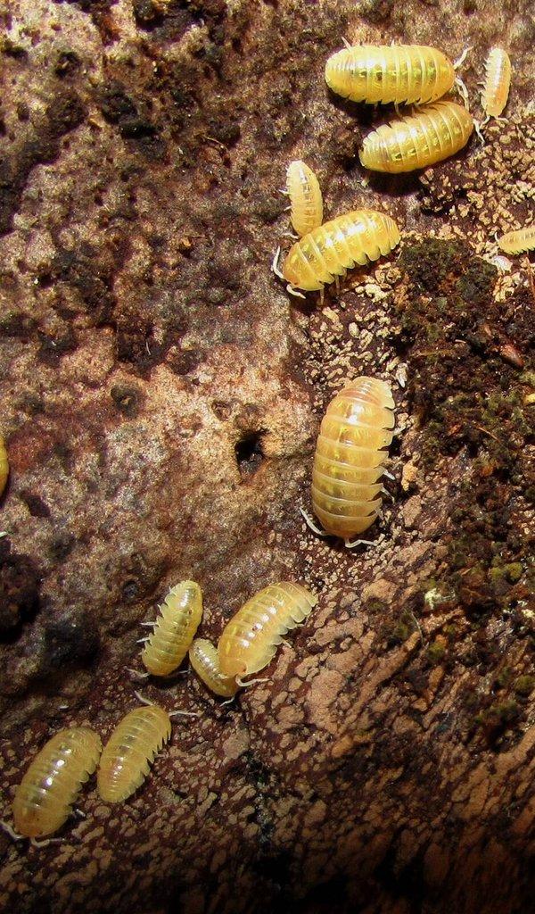 Isopody vhodné do terárií,ke krmení i hobby,chvostoskoci bílí i barevní-Živá exotika 11.4.,stůl J05