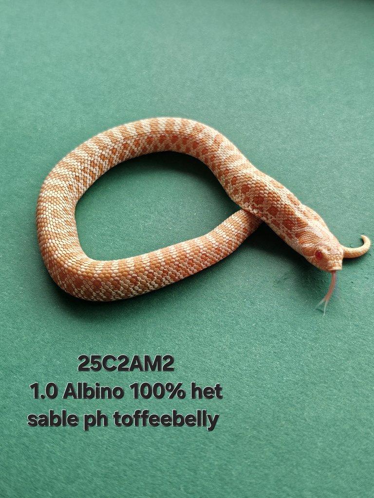 Snakes for Ostrava FaunaThry in June