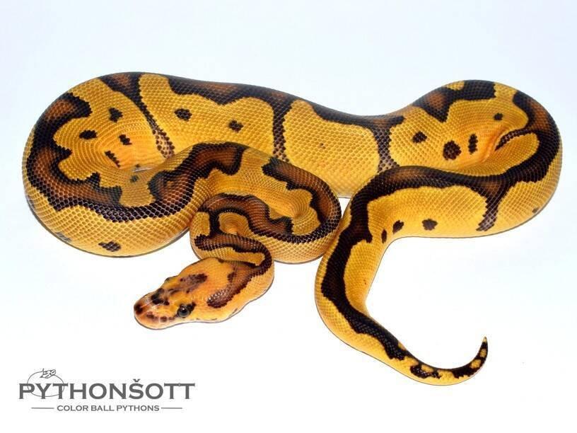 MLÁĎATA KRAJTY KRÁLOVSKÉ (Python regius)