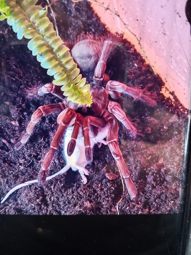 0,1 Theraphosa blondi