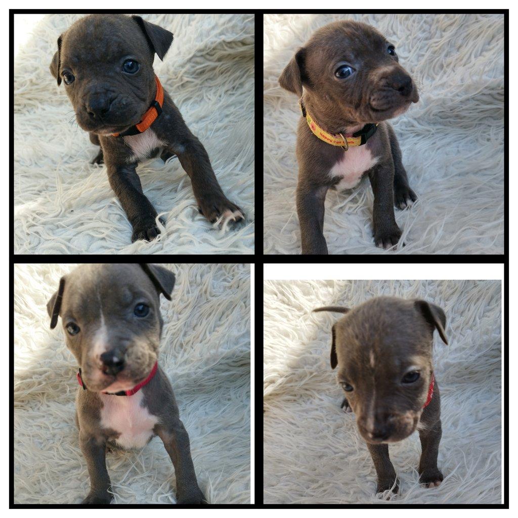 Amstaff