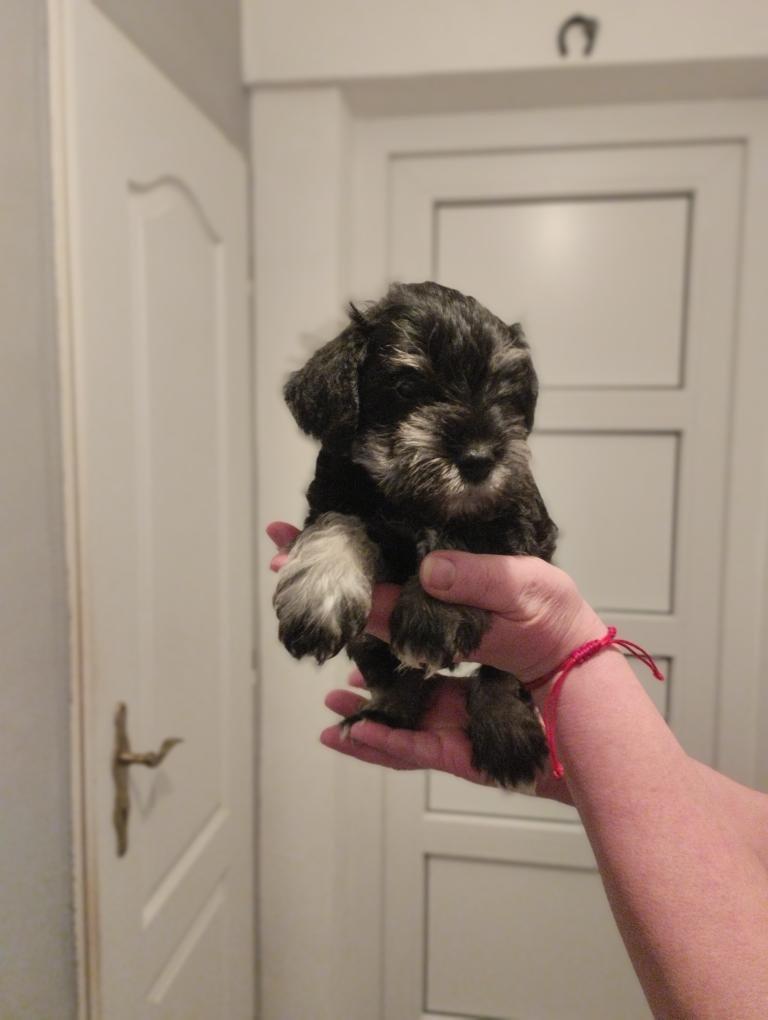 Knírač malý černostříbřitý