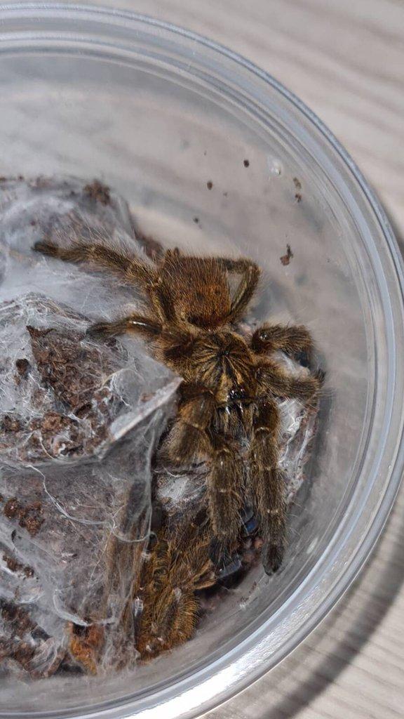 Pterinochilus murinus usambara