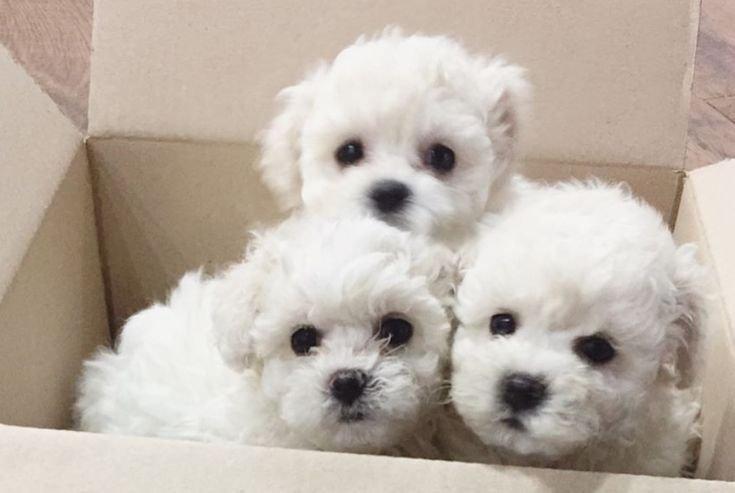 Štěňata bišonka frise na prodej s PP