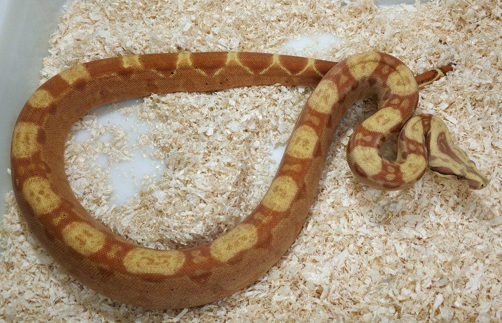 Boa imperator - Keltic VPI Sunglow, Aztec VPI Sunglow