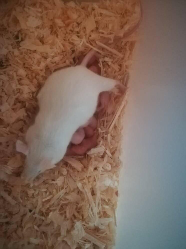 Myš bílá laboratorní