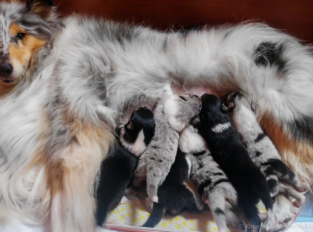 Dlouhosrstá kolie - štěňátka s PP