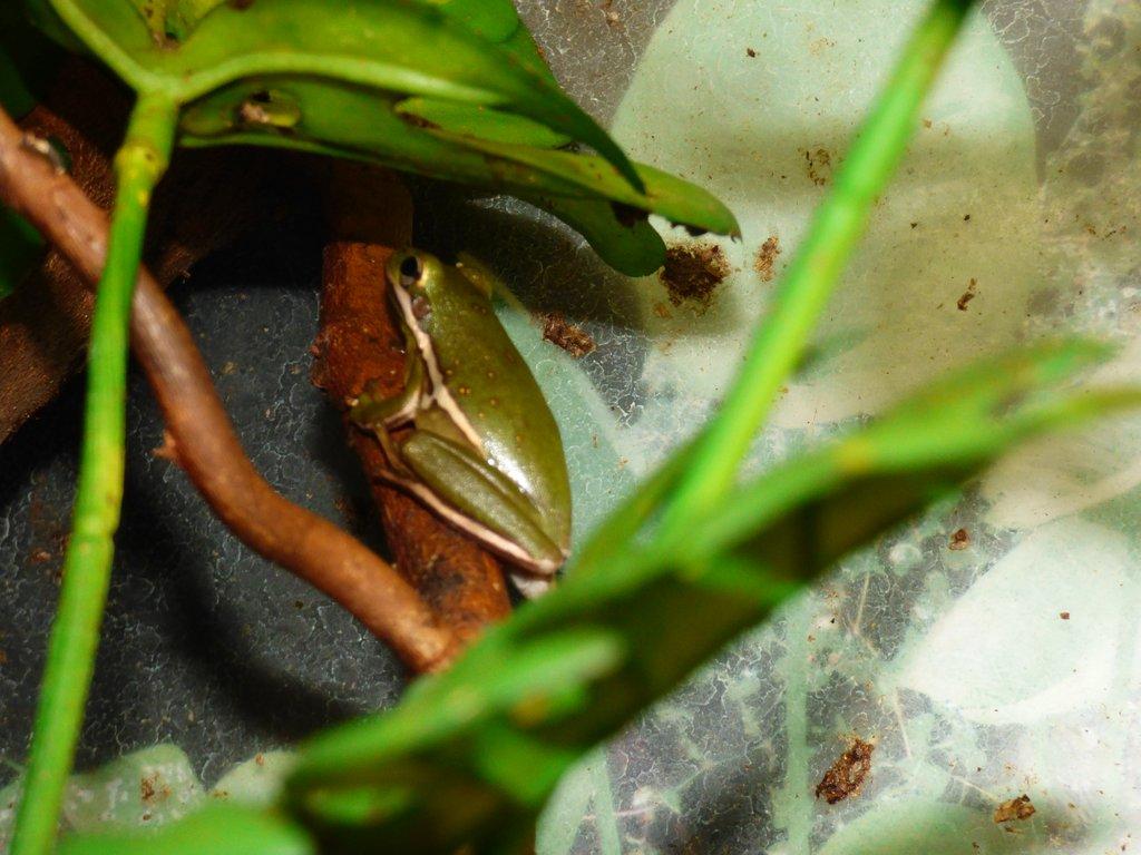 Rosnička karolínská (Hyla cinerea)