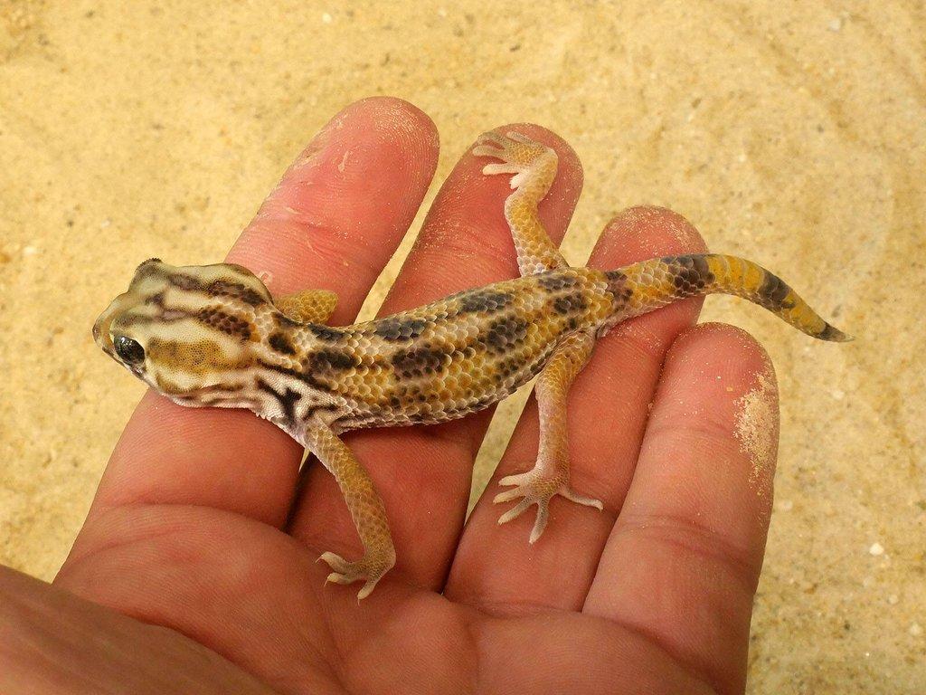 Teratoscincus keyserlingii Arabský poloostrov