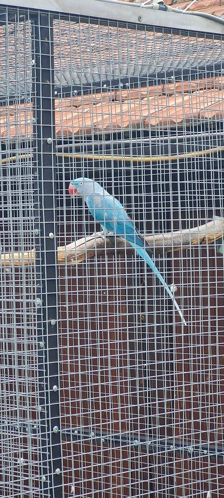 Koupím 0.3  Alexander velký /modrou, modrou 24