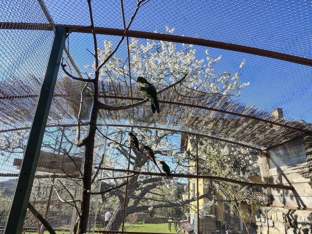 Papoušek královský