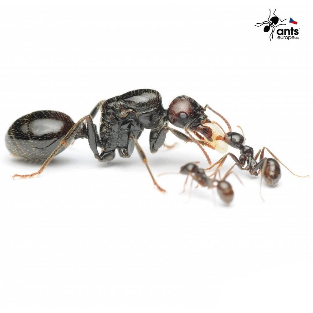 Mravenec zrnojed - Messor barbarus