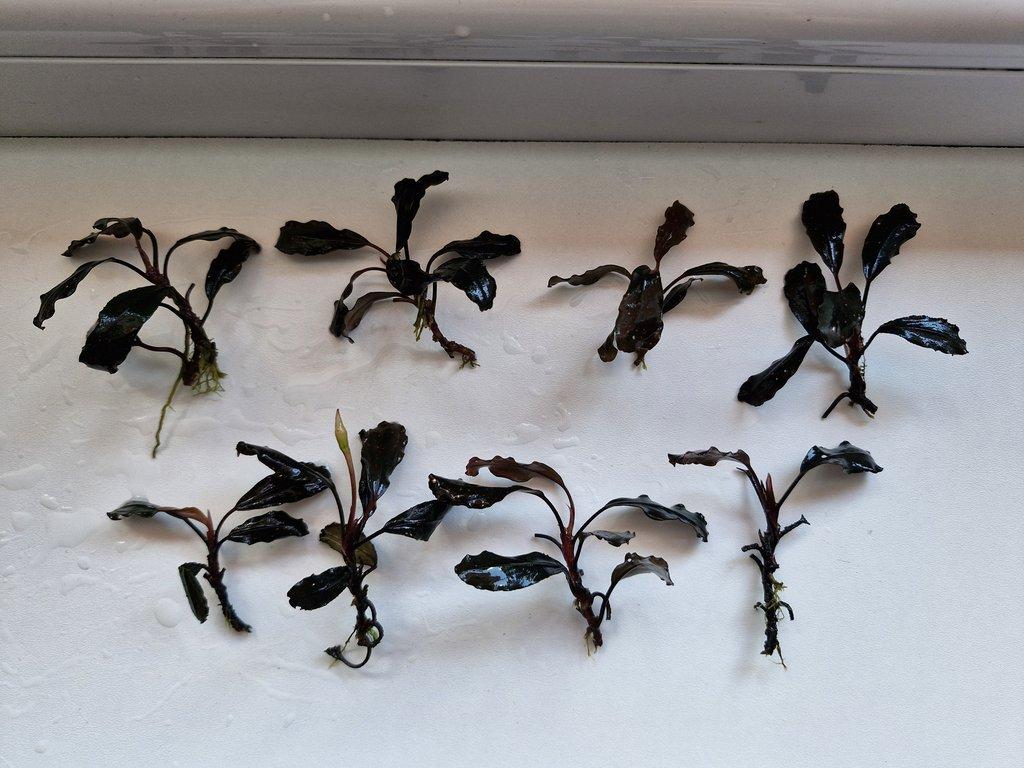 Becephalandra