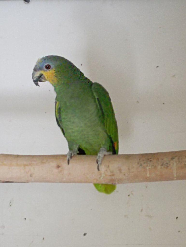 Amazoňan oranžovokřídlý