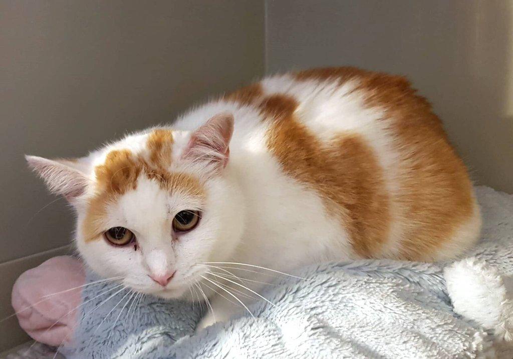 Kočička Růženka hledá nový domov