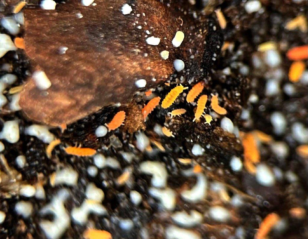 Isopody do terárií i hobby,chvostoskoci bílí i barevní - Živá exotika 7.3.,stůl J05