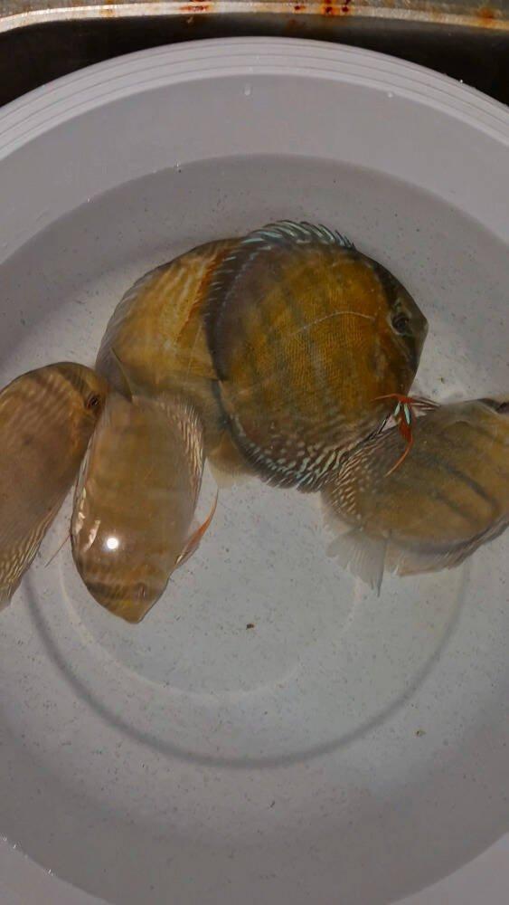 Prodej terčovců, L-sumců, skalár, rejnoků a jiných ryb