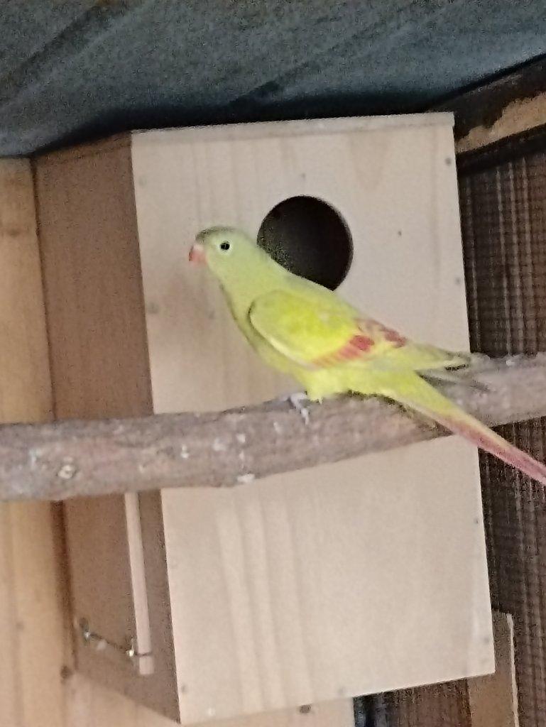 Papoušek horský lemovaný