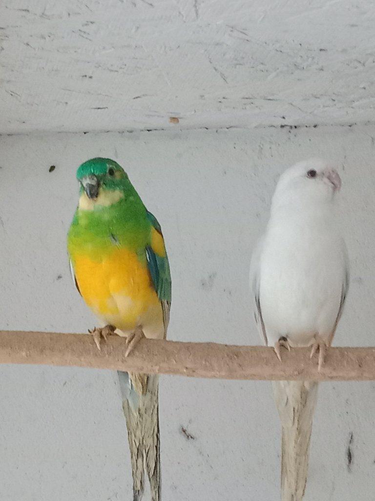 Prodám  papoušek zpěvavý