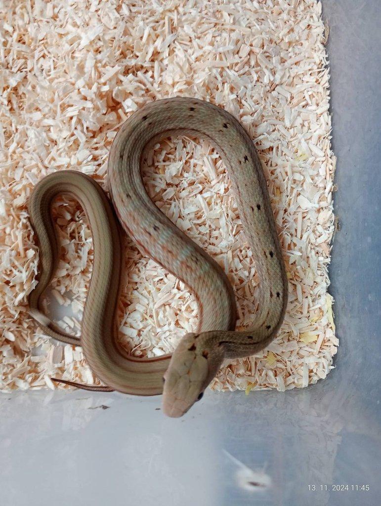 Elaphe carinata