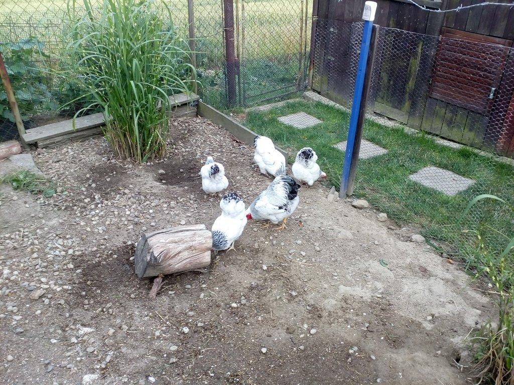Wyandotka zdrobnělá NV