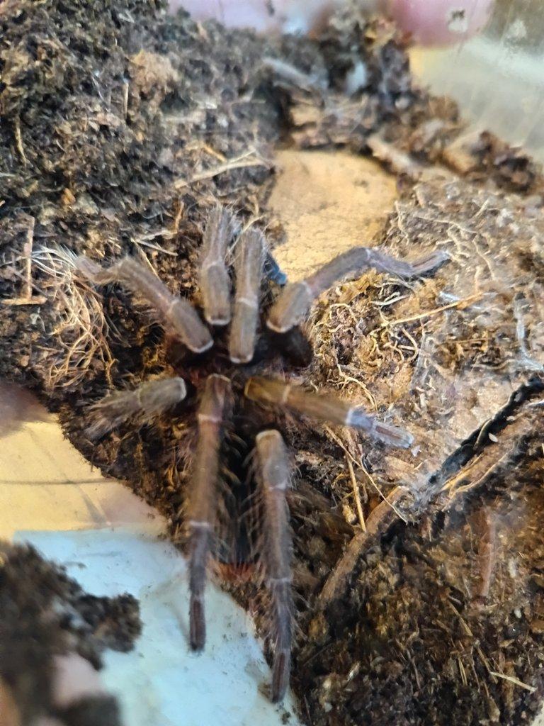 Adult samec