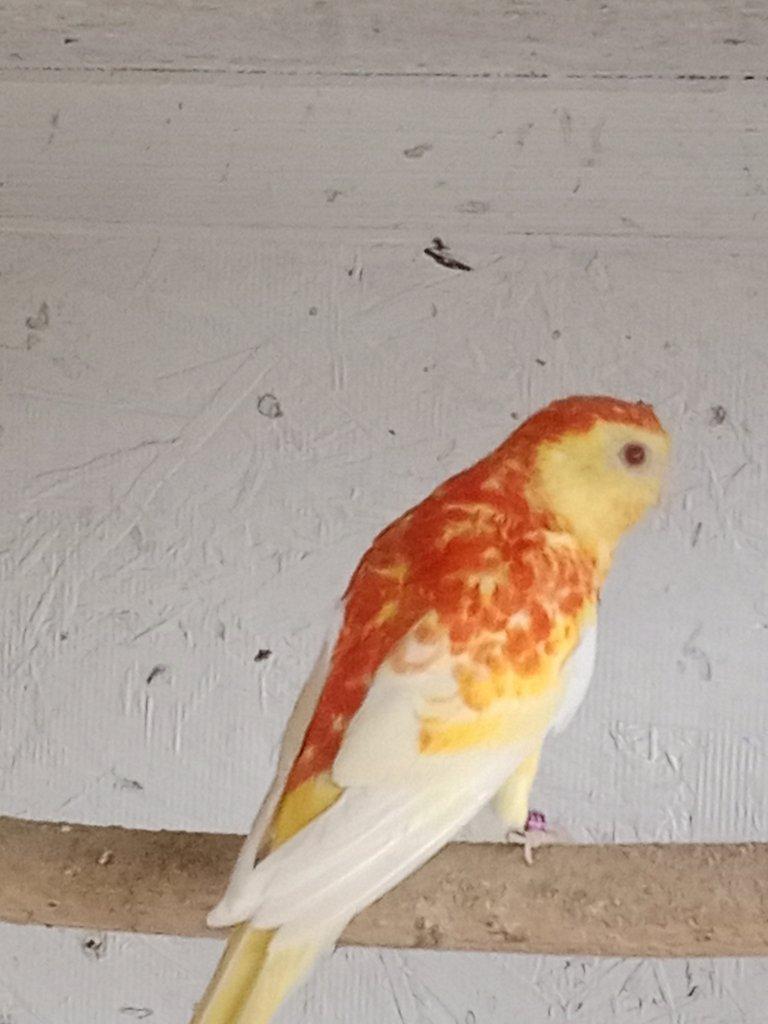 Prodám  papoušek zpěvavý