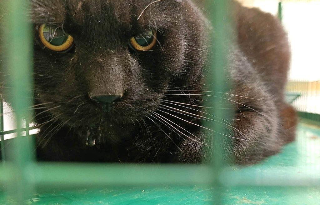 Kocourek Panther hledá nový domov