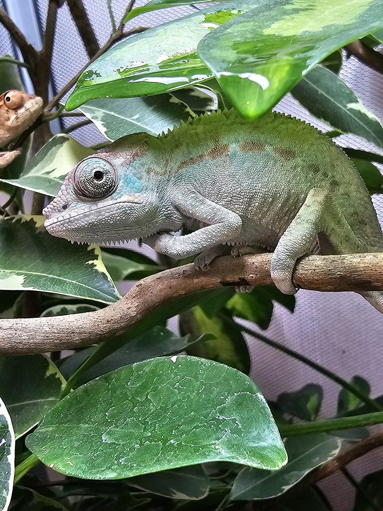 Chameleon pardálí