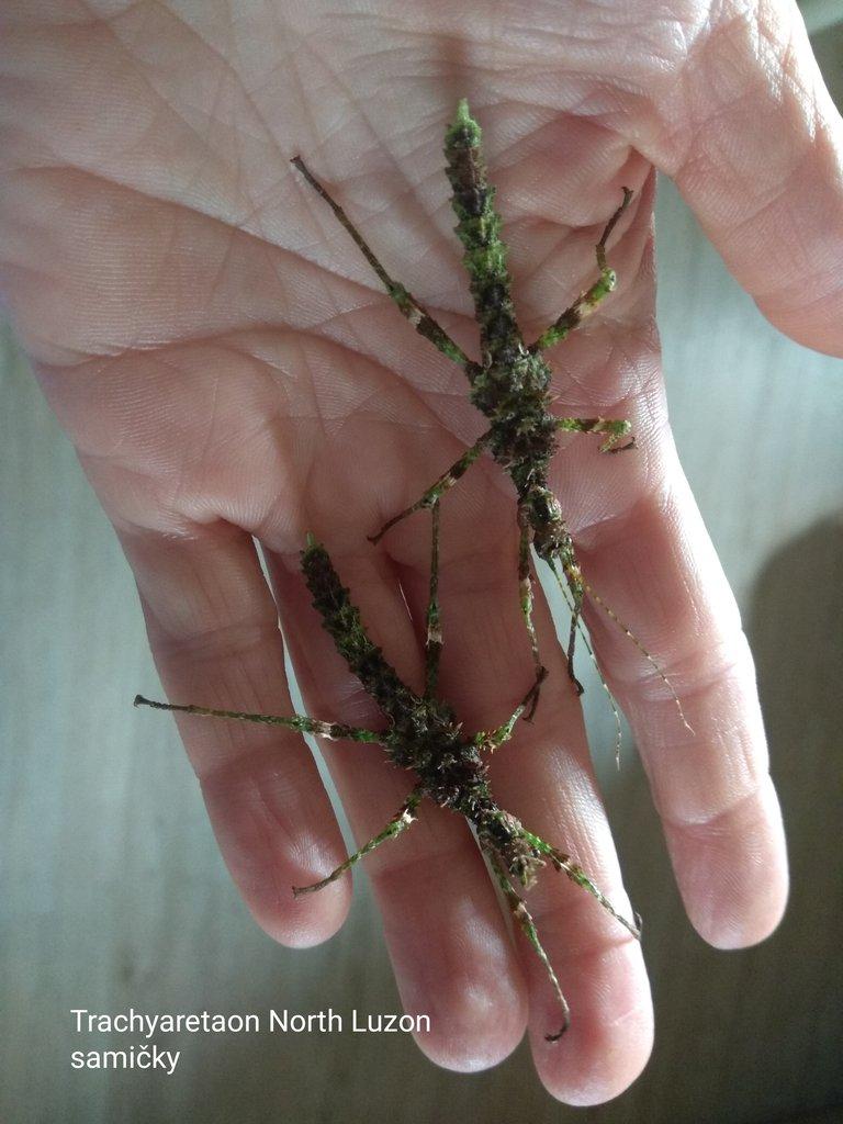 Strašilky, Pakobylky různé