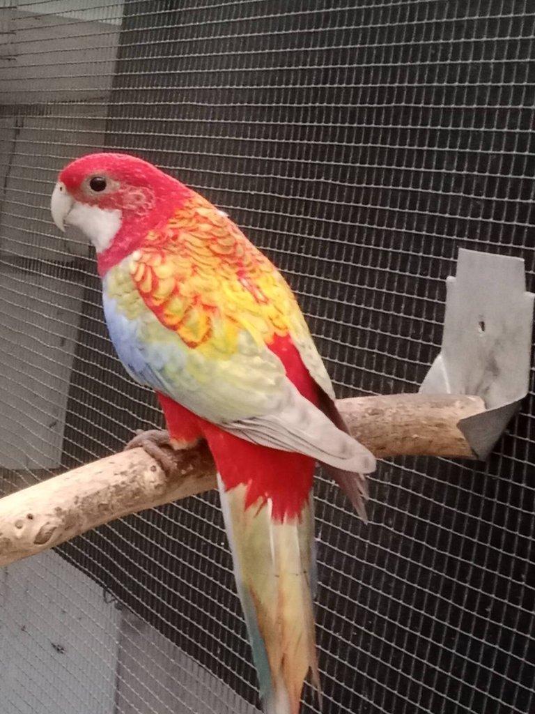 Prodám roselu gold gold opalin