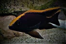 Tlamovci jezera Tanganika a Malawi.