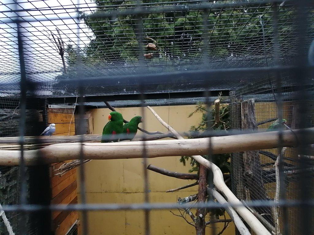 Eklektus různobarvý rok 2025