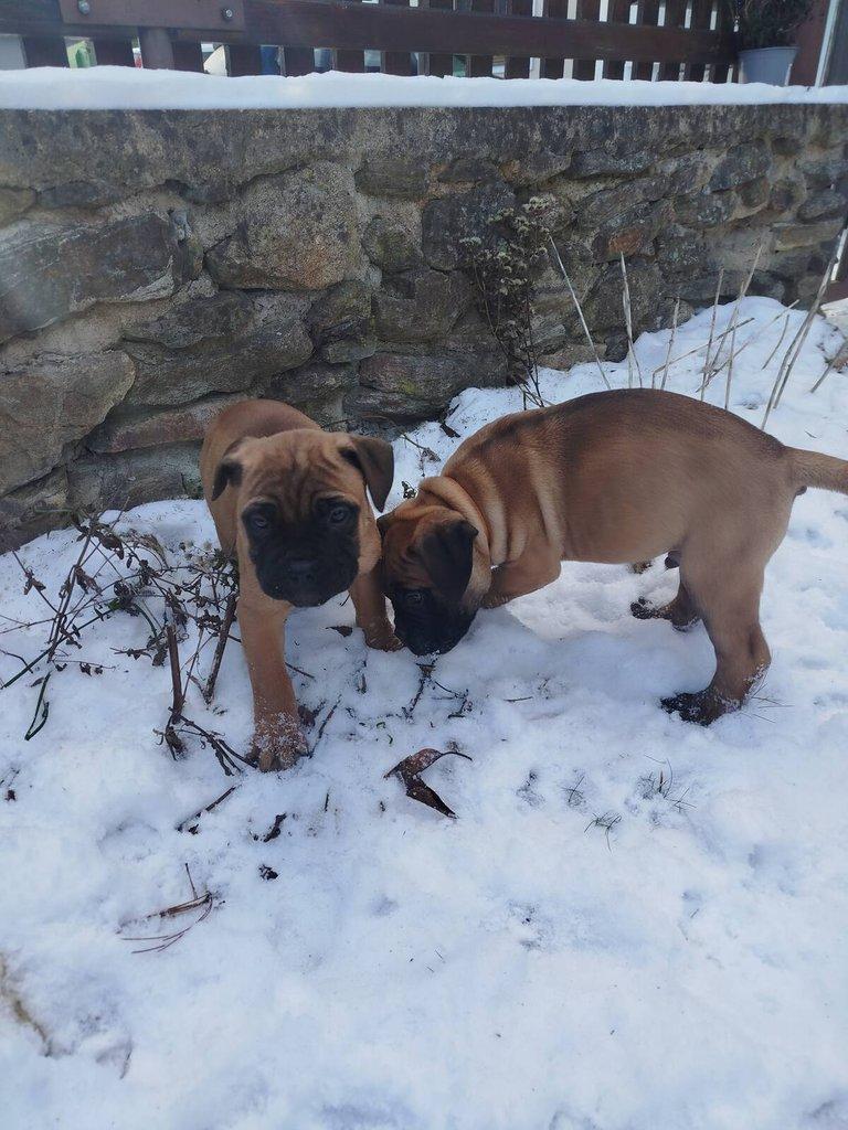 štěňata bullmastiff  bullmastIF