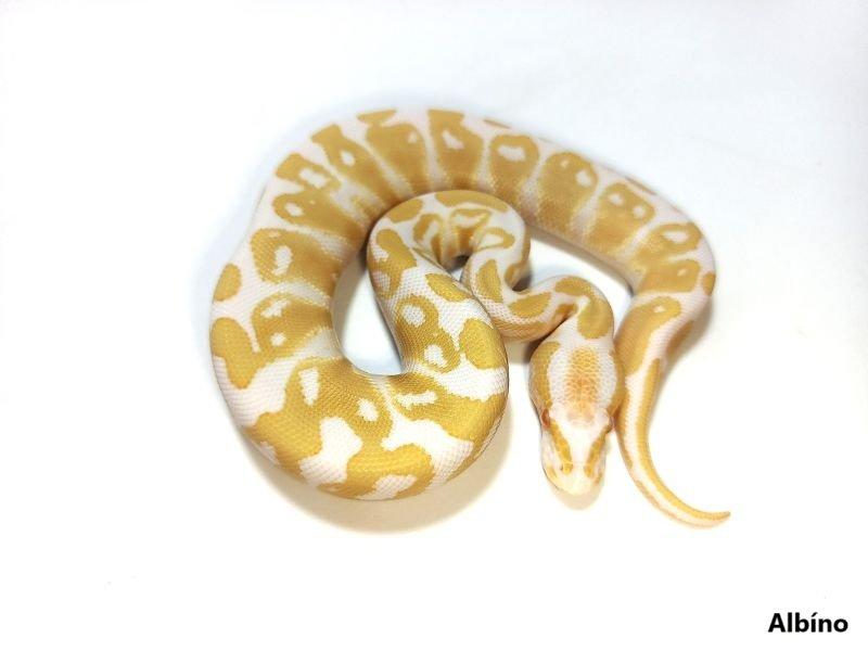 Python regius