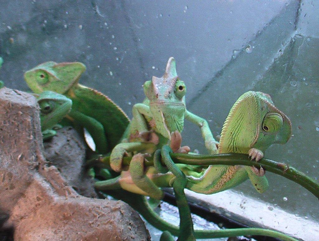 Chameleón jemenský