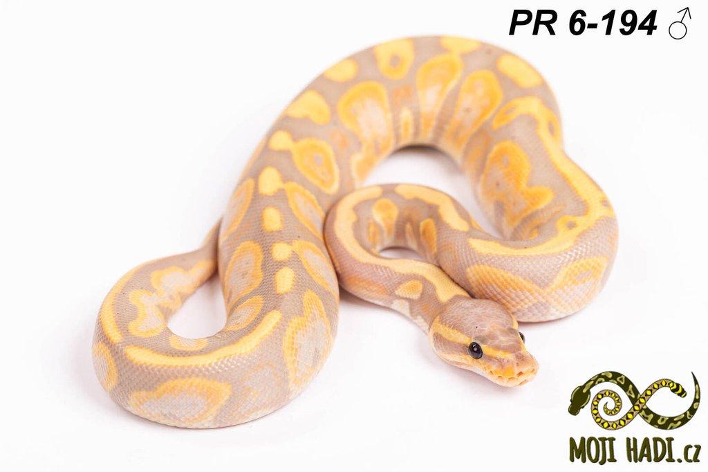 Krajta královská - Python regius