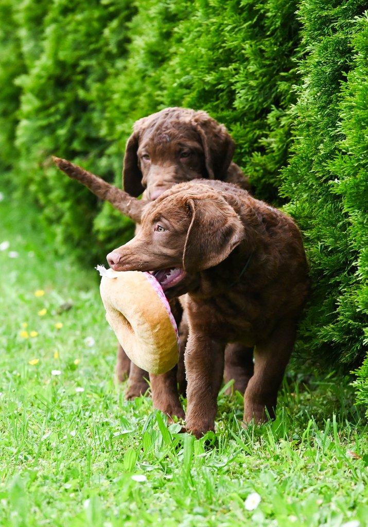 Hnědý retriever (jako hnědý labrador-chesapeake) s PP